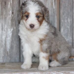 Bernedoodle Mini - 560