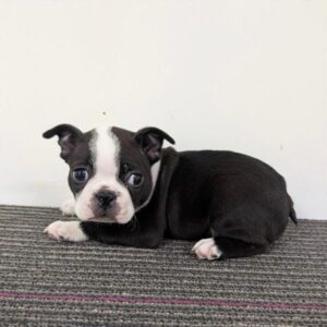 Boston Terrier - 561