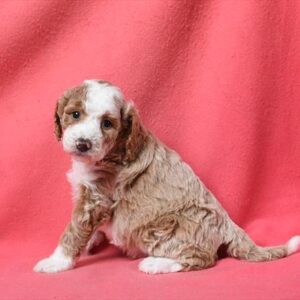 Goldendoodle Mini 2nd Gen - 553