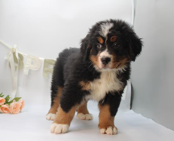 Bernese Mountain Dog - 554