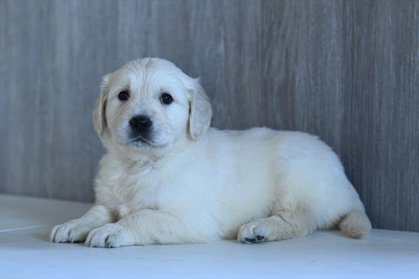 Golden Retriever - 577
