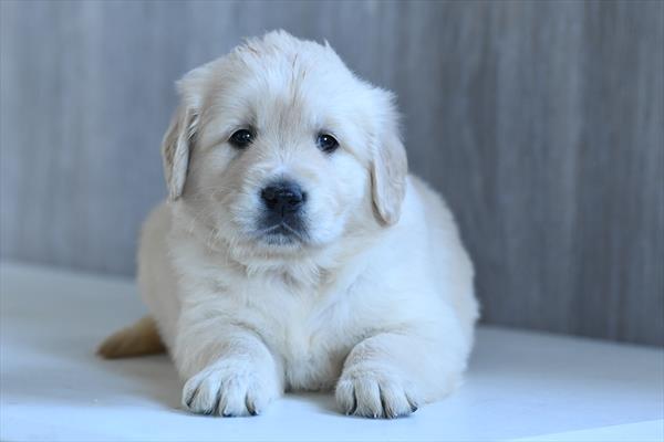 Golden Retriever - 576