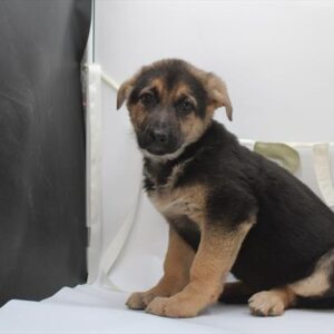 German Shepherd Dog - 587