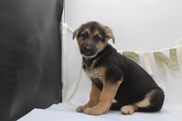 German Shepherd Dog - 587