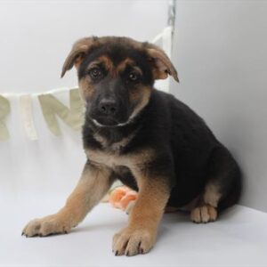 German Shepherd Dog - 588