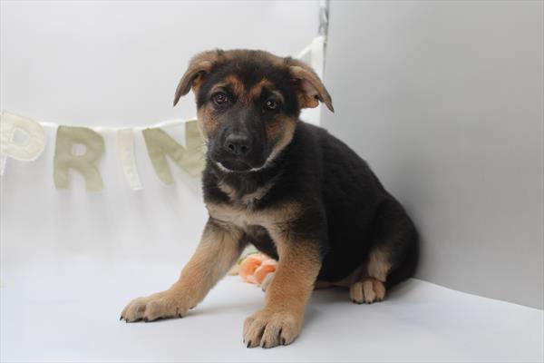 German Shepherd Dog - 588