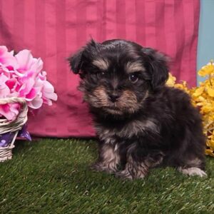 Havanese - 613