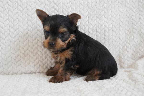 Yorkshire Terrier - 620