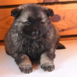 Keeshond - 604