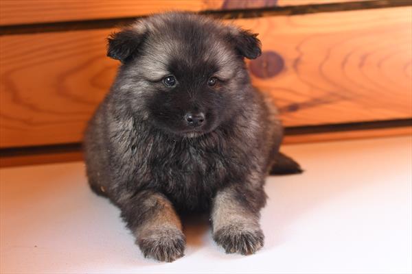 Keeshond - 604