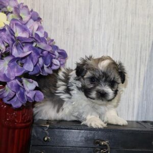 Havanese - 610