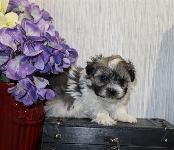 Havanese - 610