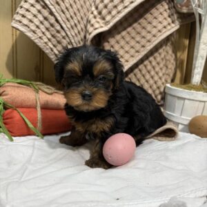 Yorkshire Terrier - 616