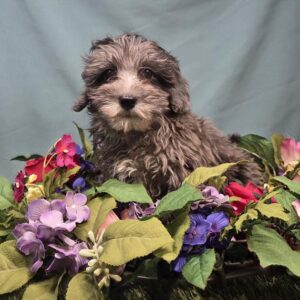 Havapoo - 612