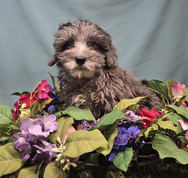 Havapoo - 612