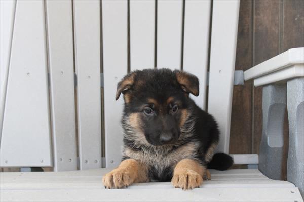 German Shepherd Dog - 629