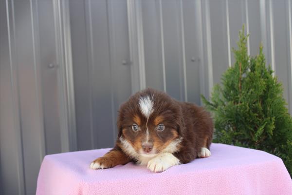 Miniature American Shepherd - 628