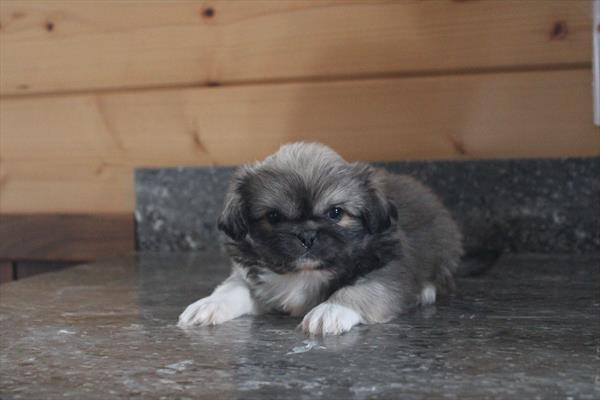 Pekingese - 630
