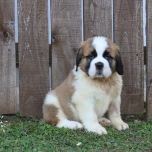 Saint Bernard - 618