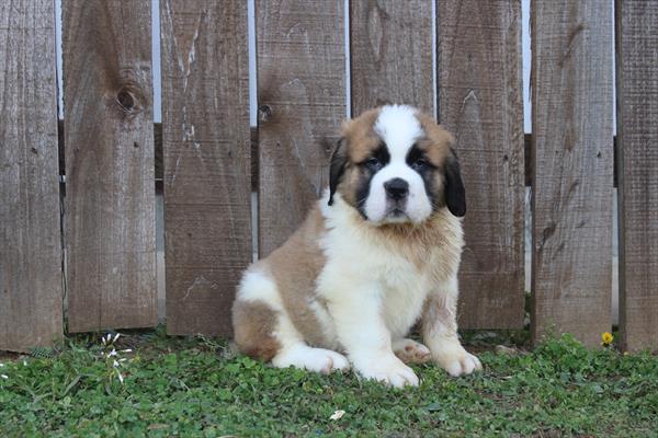 Saint Bernard - 618