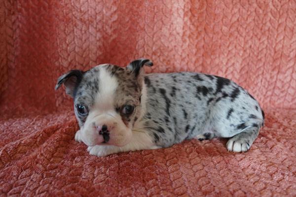 Boston Terrier - 624