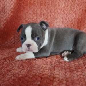 Boston Terrier - 625
