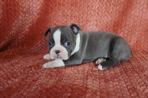 Boston Terrier - 625