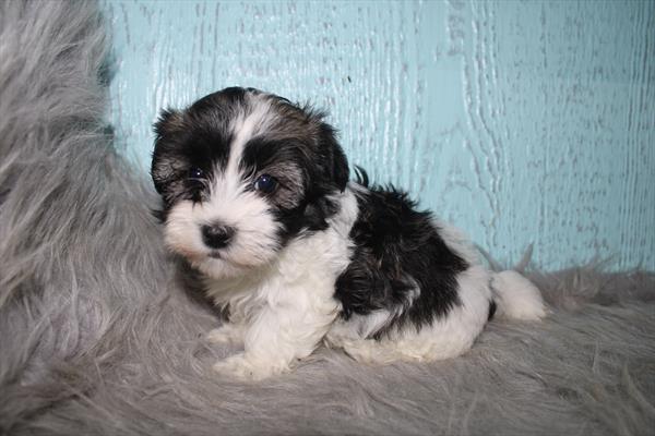 Havanese - 675