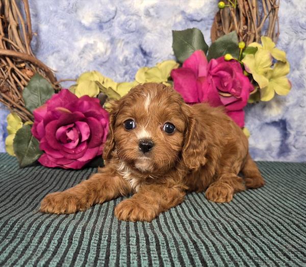 Cavapoo - 656
