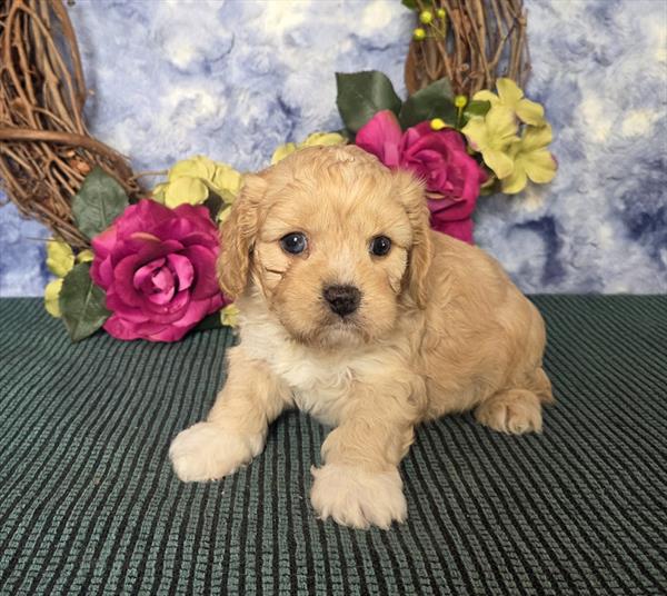Cavachon - 657