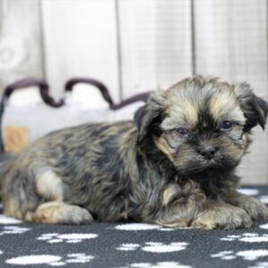Lhasa Apso - 685