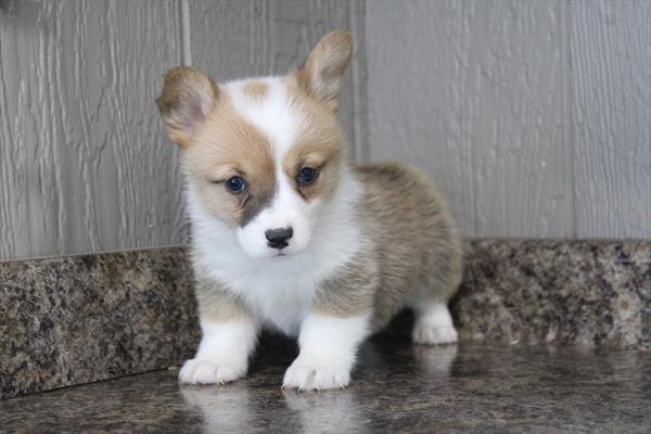 Pembroke Welsh Corgi - 683