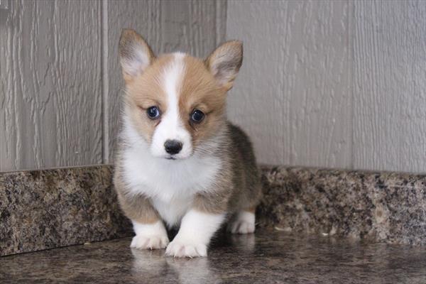 Pembroke Welsh Corgi - 684