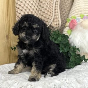 Poodle Mini - 678