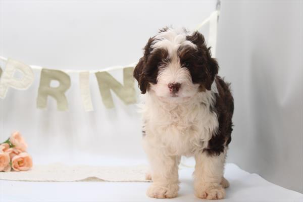 Aussiedoodle Mini - 634