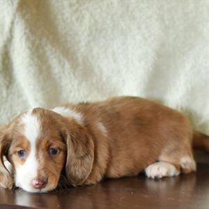 Miniature Dachshund - 691