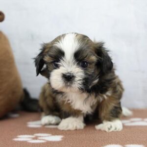Shih Tzu - 688