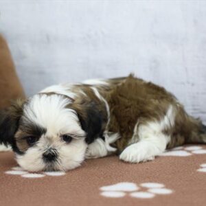 Shih Tzu - 689