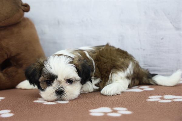 Macy - Image 1