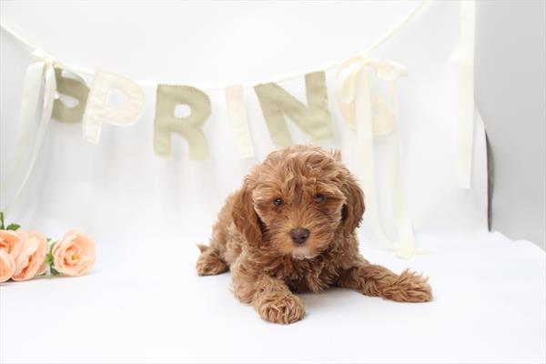 Goldendoodle Mini - 677