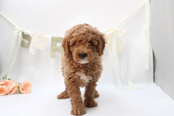 Goldendoodle Mini - 682
