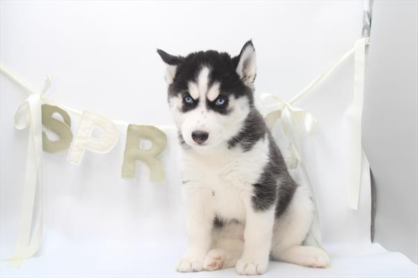 Siberian Husky - 681