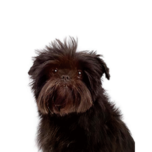 Popular Dog Breeds - Petland Kennesaw