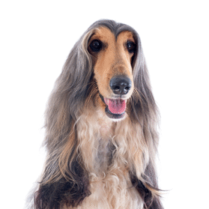 Popular Dog Breeds - Petland Kennesaw
