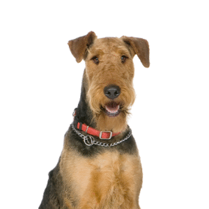 Popular Dog Breeds - Petland Kennesaw