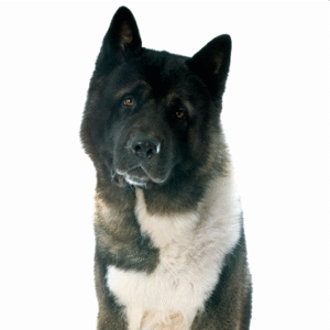 Popular Dog Breeds - Petland Kennesaw