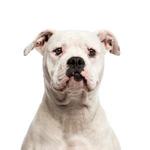 Popular Dog Breeds - Petland Kennesaw