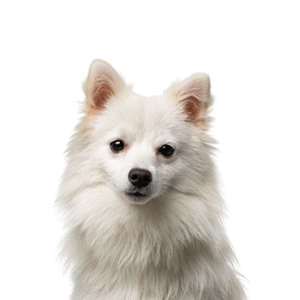 Popular Dog Breeds - Petland Kennesaw