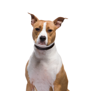 Popular Dog Breeds - Petland Kennesaw
