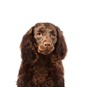 Popular Dog Breeds - Petland Kennesaw